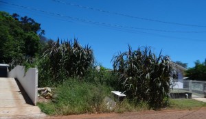 Terreno baldio com entulhos, possível foco de criação do mosquito da Dengue, na Rua Dante Alighieri, em frente ao nº 2497.