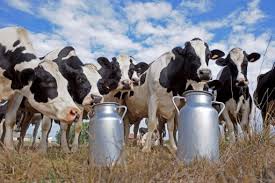 Luciana volta a criticar medida equivocada de Bolsonaro que impacta a produção de leite