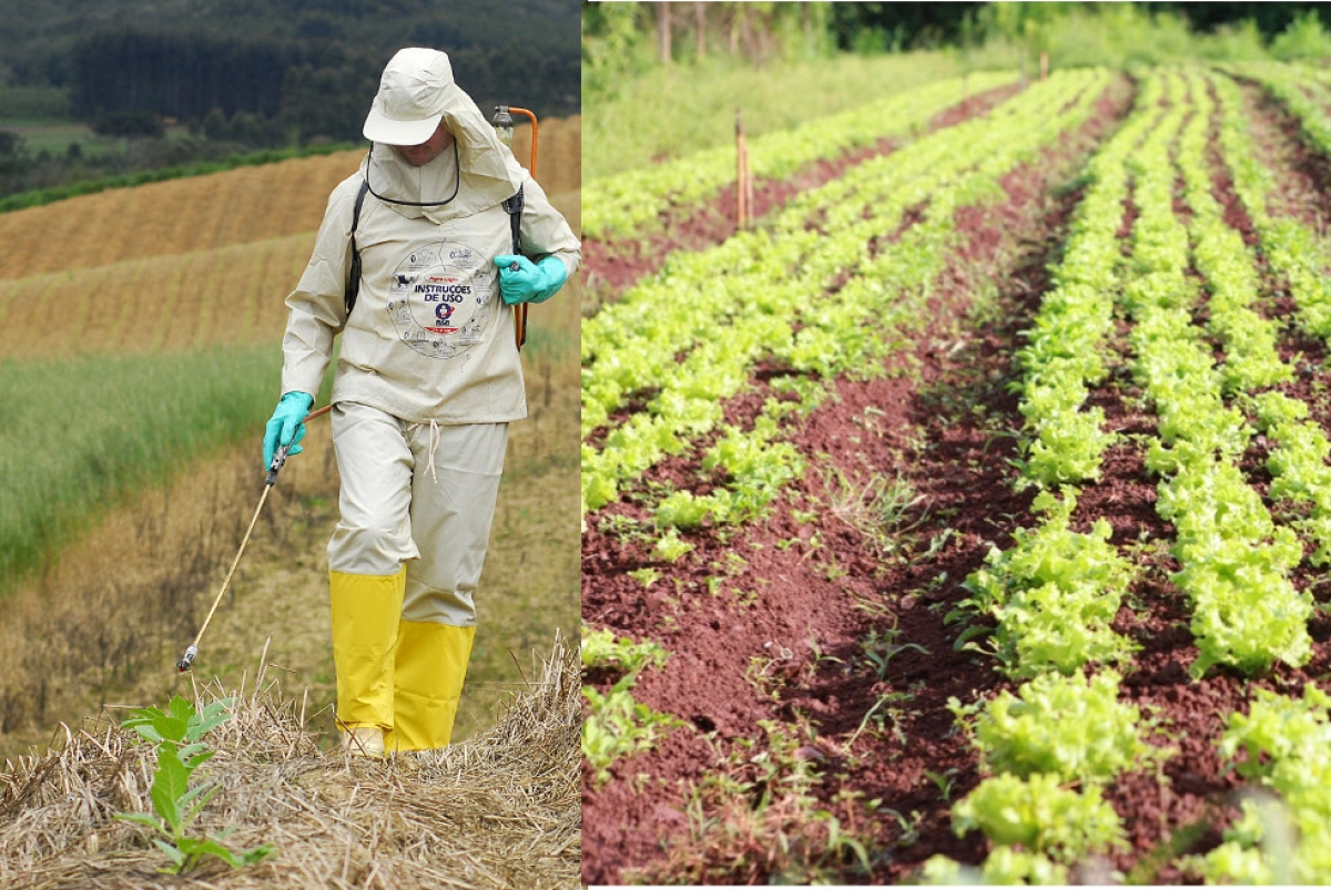 Brasil lidera ranking mundial no uso de agrotóxicos, mas tem bons exemplos a serem seguidos