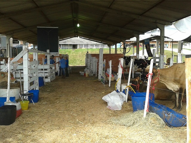 Três vacas disputam Torneio Leiteiro em produção na raça Jersey