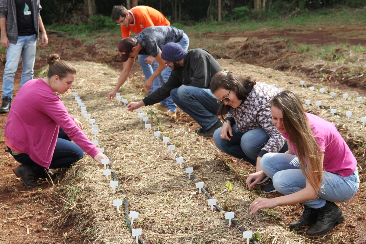 Campus Laranjeiras do Sul inicia experimento com novas cultivares de morangueiro originárias da Itália