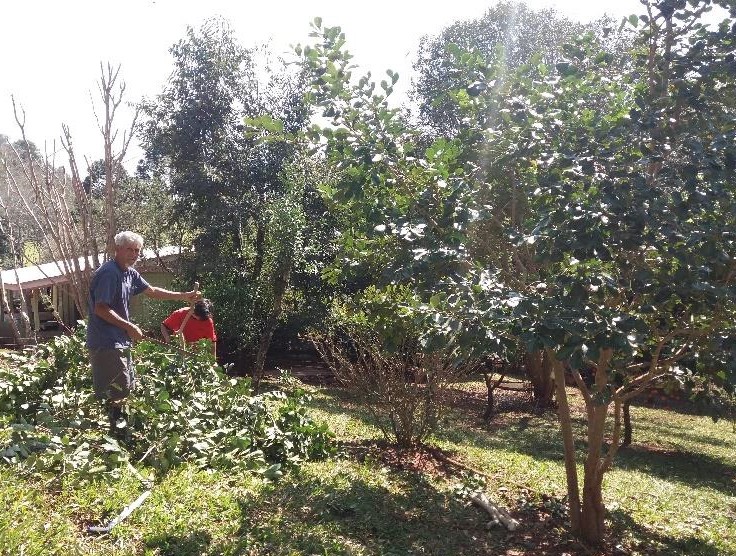 Pesquisa identifica 7 espécies de frutas nativas prioritárias para domesticação no Território da Cantuquiriguaçu e Paraná Centro