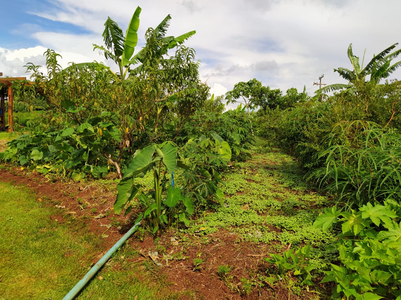 UFFS é uma das entidades responsáveis pela Vitrine Tecnológica de Agroecologia no Show Rural Coopavel de 2020