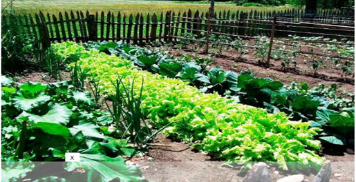 Professora da UFFS – Campus Laranjeiras do Sul dá dicas para cultivo de hortaliças durante o outono e inverno