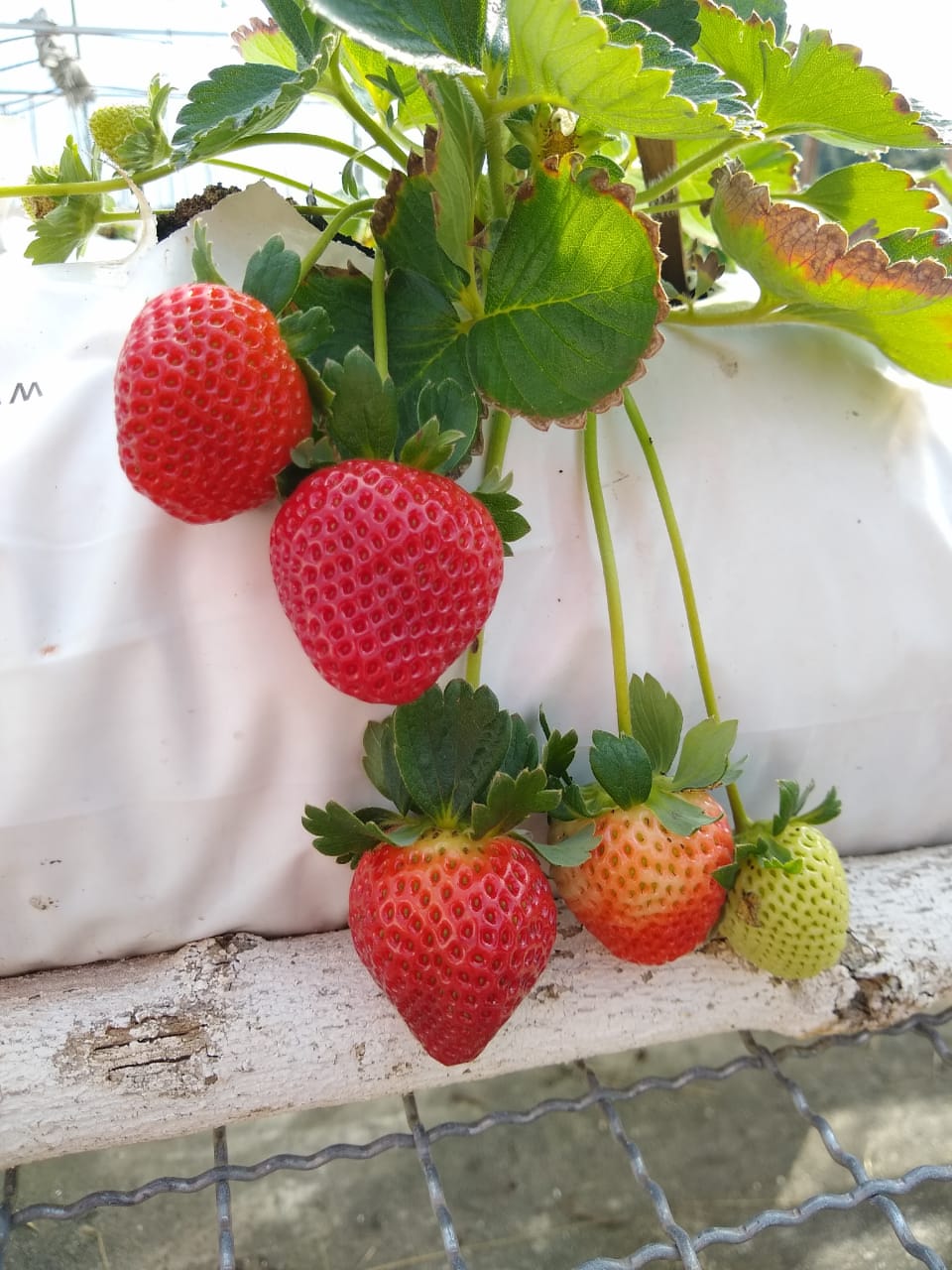 Projeto da UFFS – Campus Laranjeiras do Sul desenvolve experimentos orgânicos com cultivares de morangueiro